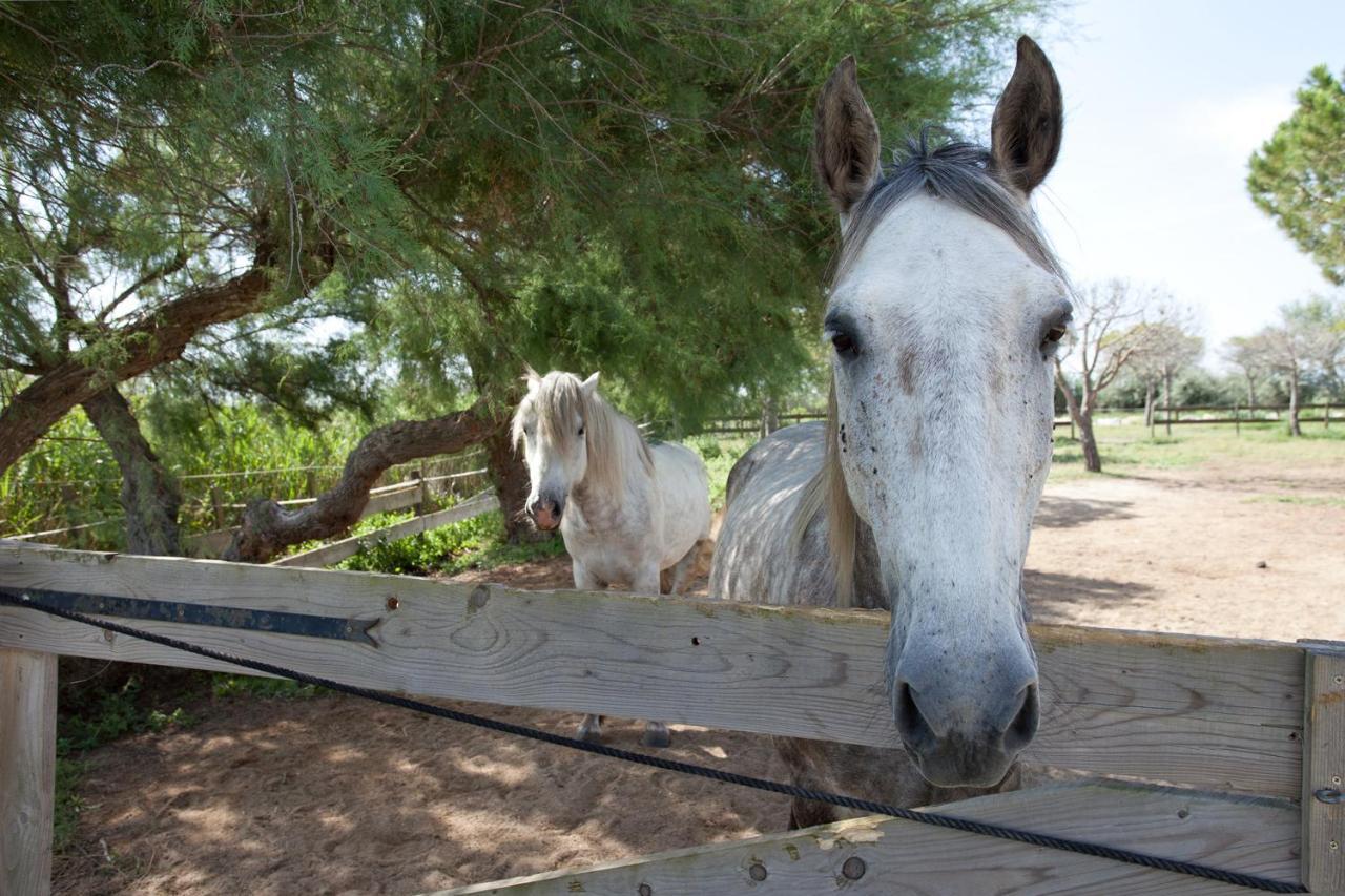 Gites Equestres Lou Caloun - Les Saintes Maries De La Mer ภายนอก รูปภาพ